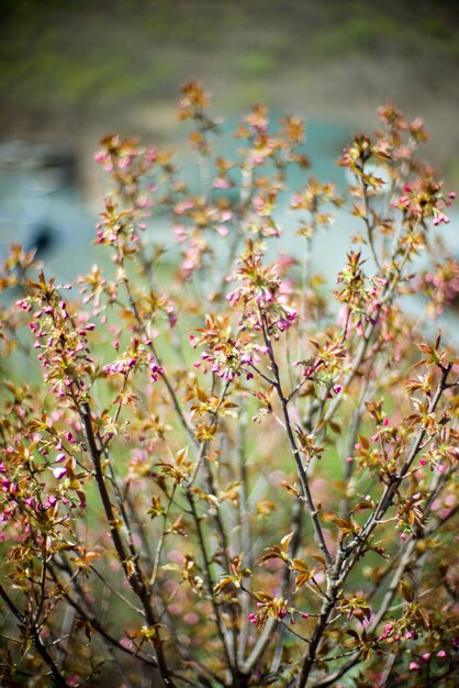 Photo close-up of pink flowering plant