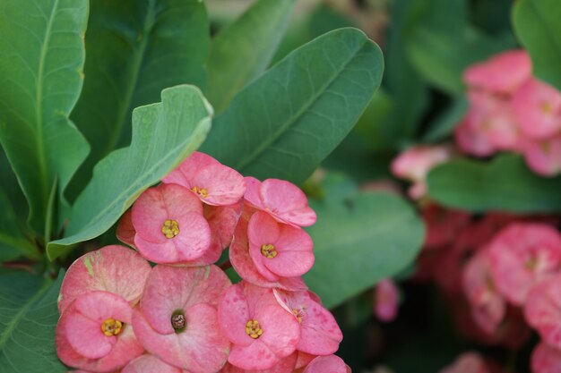 Close-up of pink flowering plant