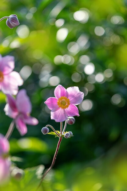 Close-up of pink flowering plant