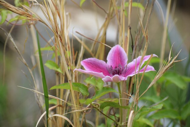 Close-up of pink flowering plant