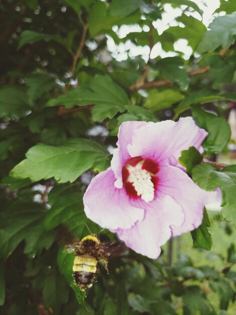 Close-up of pink flowering plant