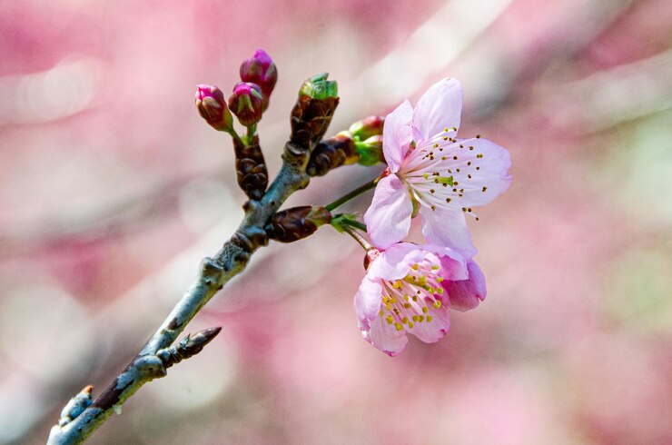Photo ピンクの花の植物のクローズアップ