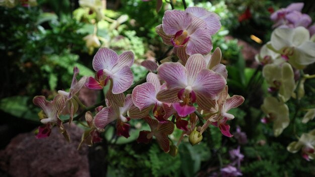 Close-up of pink flowering plant