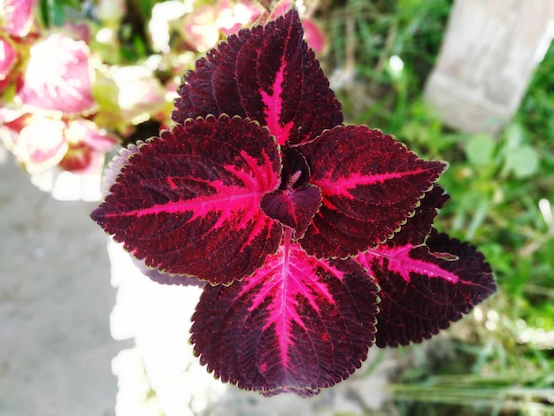 Close-up of pink flowering plant