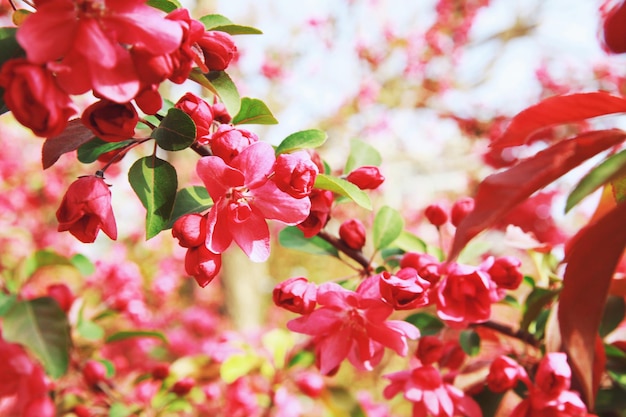 Foto prossimo piano di una pianta a fiori rosa