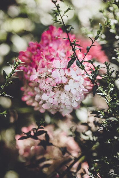 Photo close-up of pink flowering plant