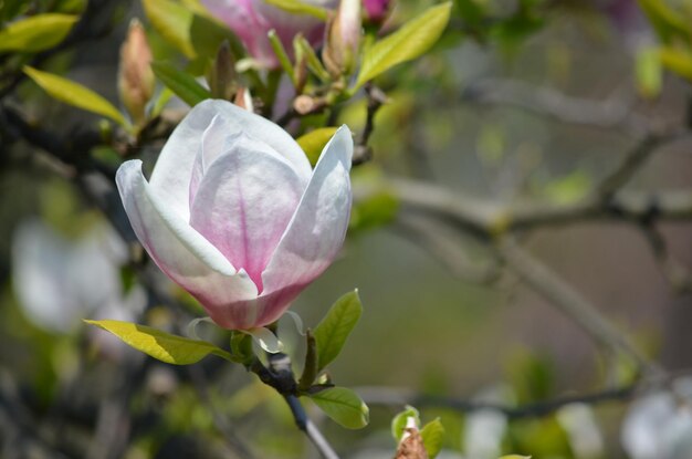 Foto prossimo piano di una pianta a fiore rosa