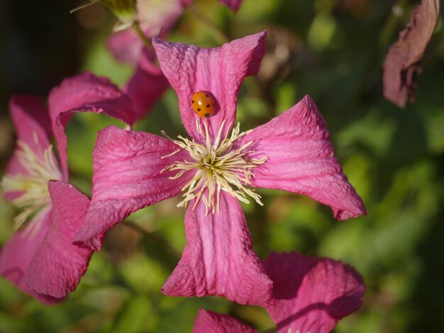 Photo close-up of pink flowering plant