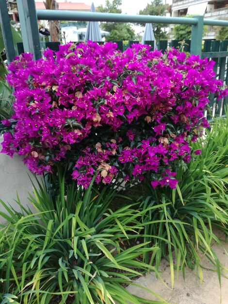 Close-up of pink flowering plant