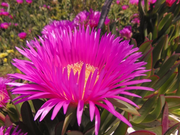 Photo close-up of pink flowering plant