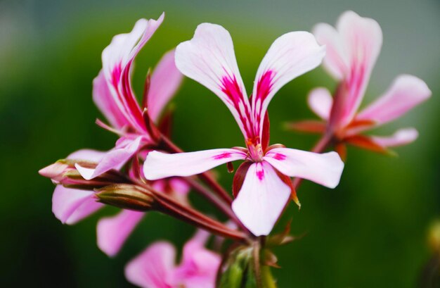 Photo close-up of pink flowering plant