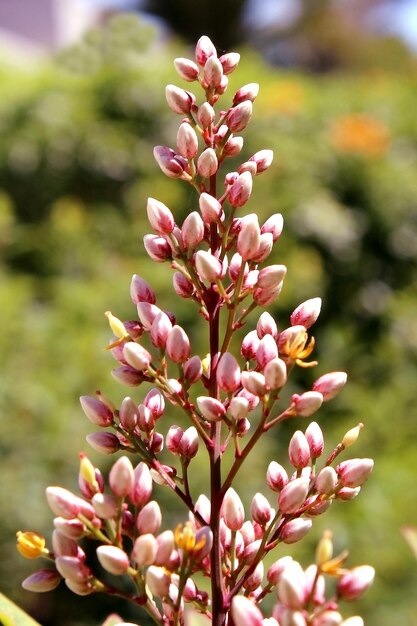 Photo close-up of pink flowering plant