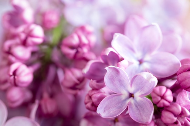 ピンクの花の植物のクローズアップ