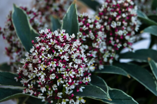 Photo close-up of pink flowering plant