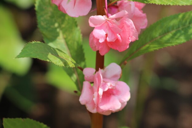 Foto prossimo piano di una pianta a fiori rosa