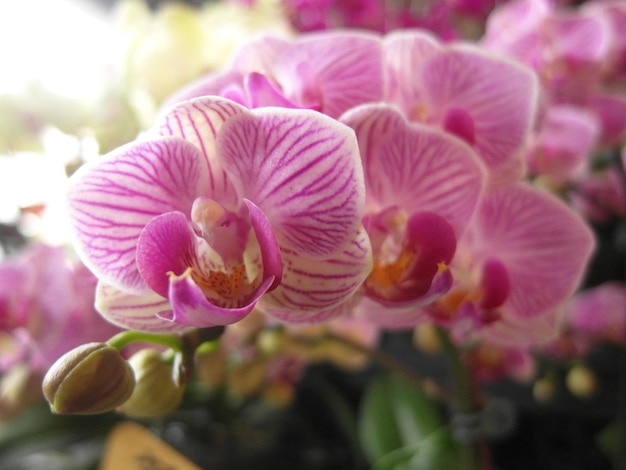 ピンクの花の植物のクローズアップ