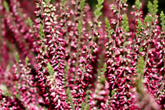 Foto prossimo piano di una pianta a fiori rosa