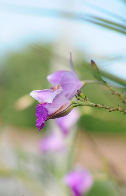 Close-up of pink flowering plant