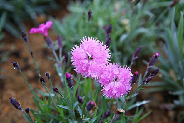 Foto prossimo piano di una pianta a fiori rosa