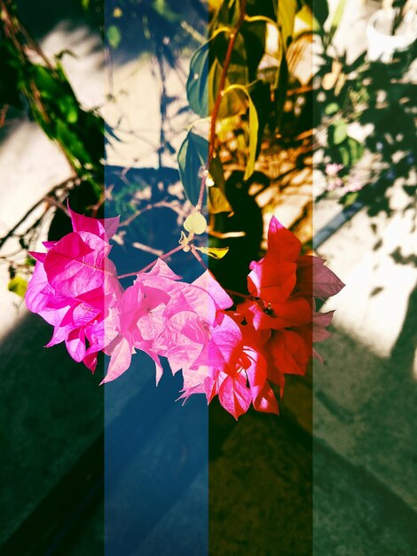 Photo close-up of pink flowering plant