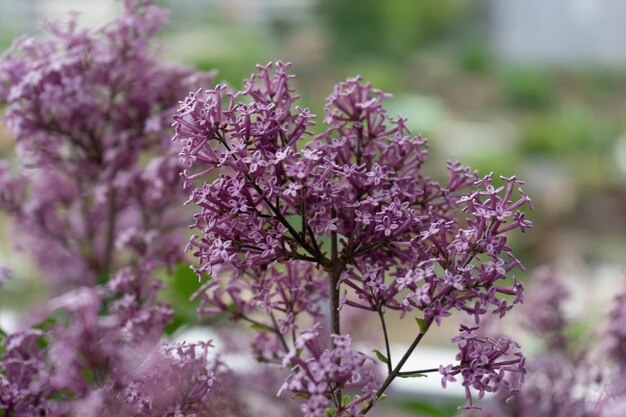 ピンクの花の植物のクローズアップ