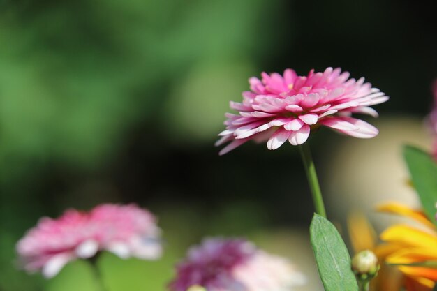 Photo close-up of pink flowering plant