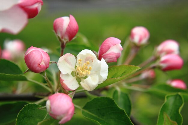 Close-up of pink flowering plant