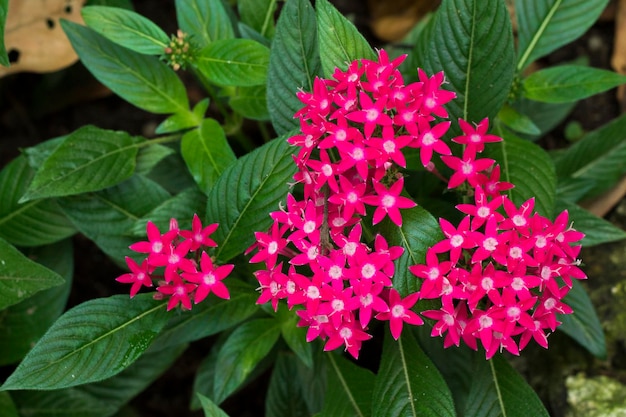 Photo close-up of pink flowering plant