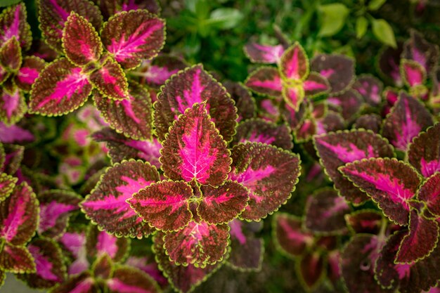 Photo close-up of pink flowering plant