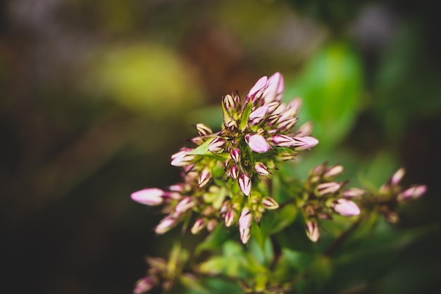 Photo close-up of pink flowering plant