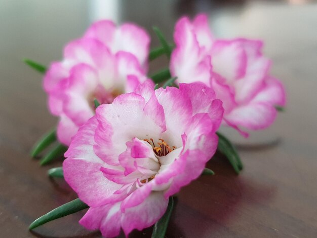 Foto prossimo piano di una pianta a fiori rosa