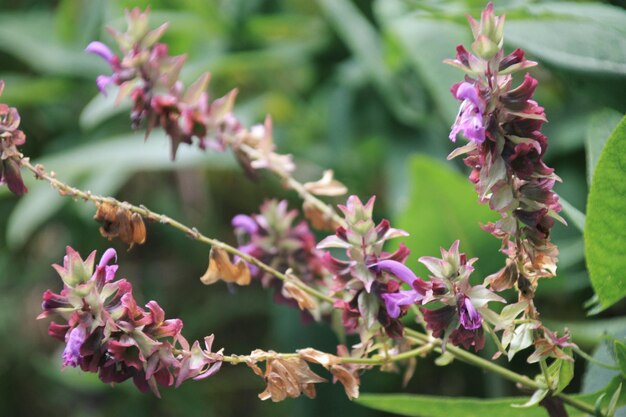 ピンクの花の植物のクローズアップ