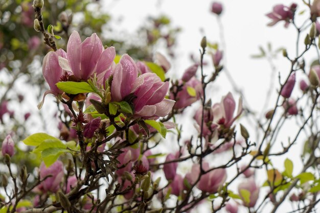 Foto prossimo piano di una pianta a fiori rosa