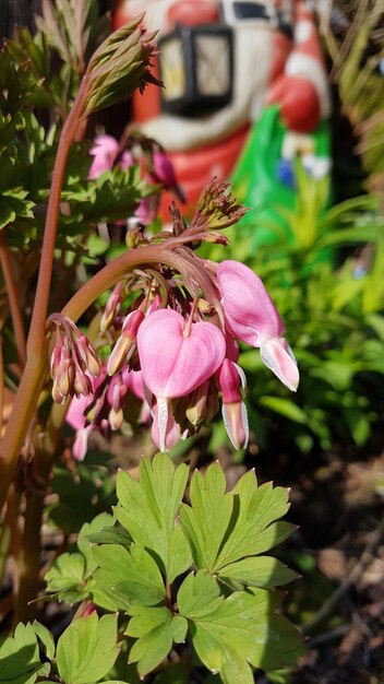 Close-up of pink flowering plant