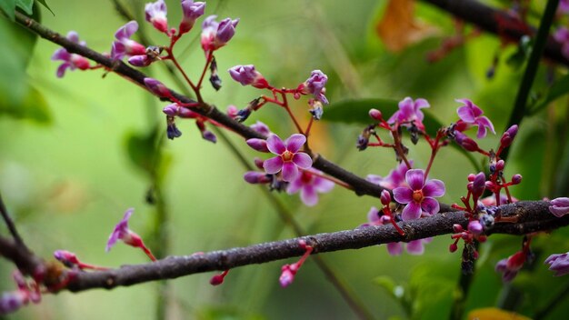 Foto prossimo piano di una pianta a fiori rosa