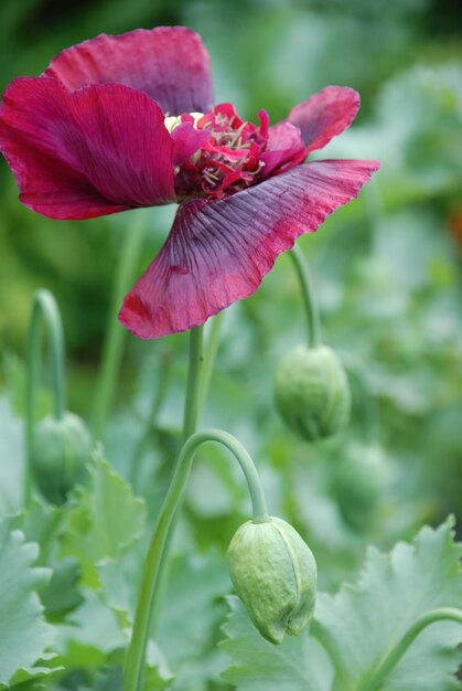 Photo close-up of pink flowering plant