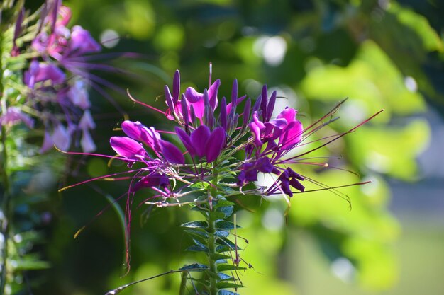 Close-up of pink flowering plant