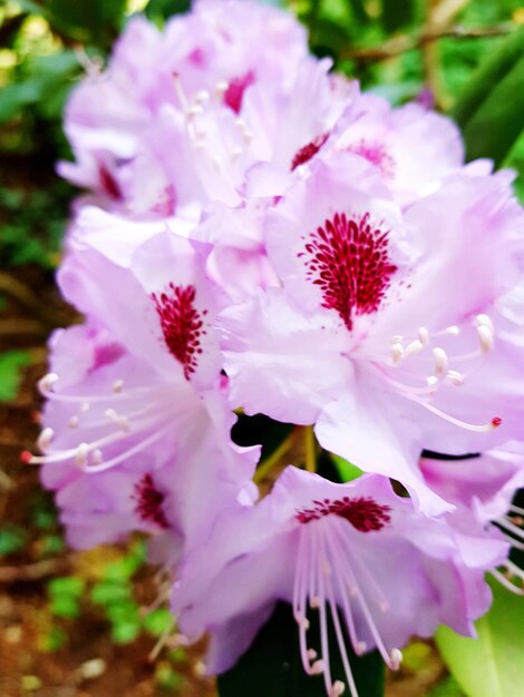 Close-up of pink flowering plant