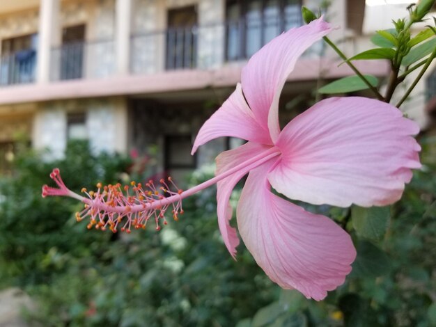 Photo close-up of pink flowering plant