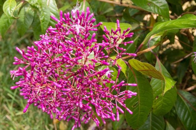 Photo close-up of pink flowering plant