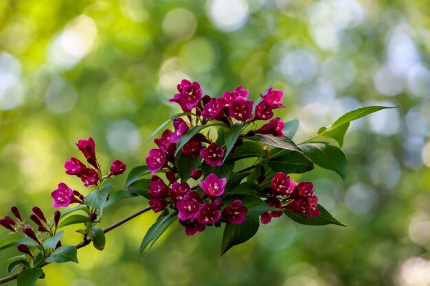 Photo close-up of pink flowering plant