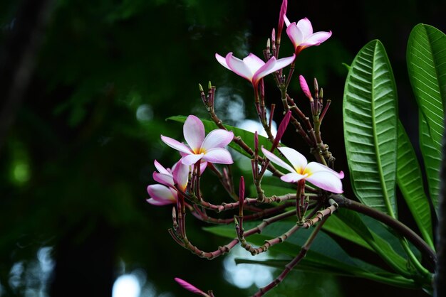 Photo close-up of pink flowering plant