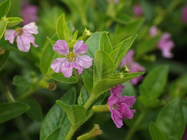 Photo close-up of pink flowering plant