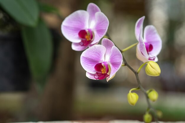 Foto prossimo piano di una pianta a fiori rosa