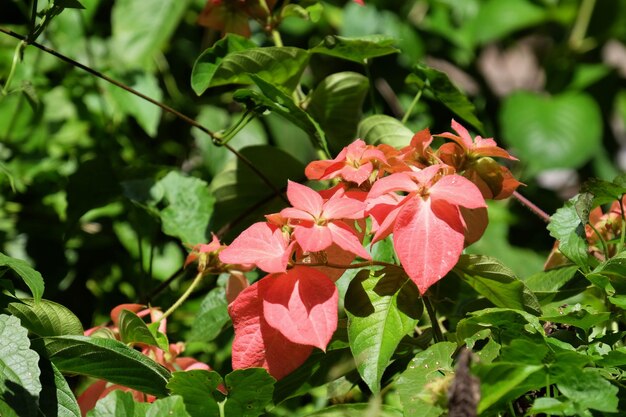 Close-up of pink flowering plant