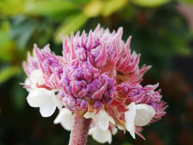 ピンクの花の植物のクローズアップ