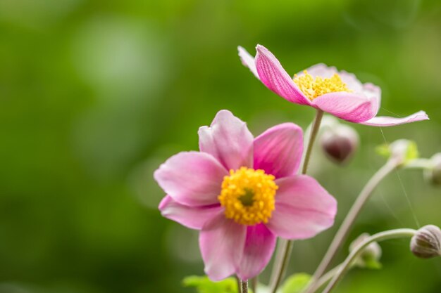 Foto prossimo piano di una pianta a fiori rosa