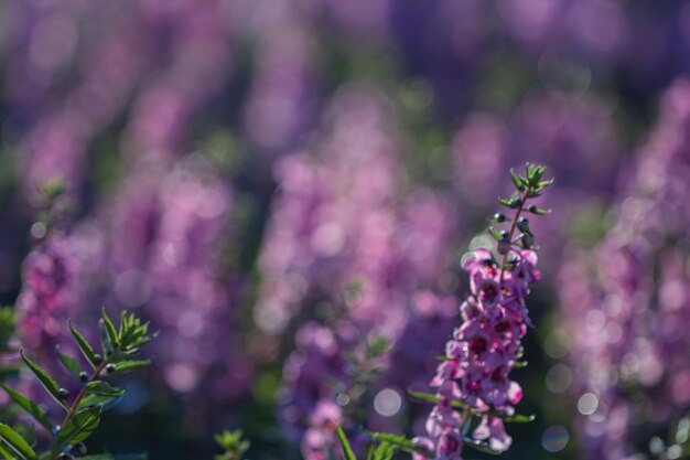 Photo close-up of pink flowering plant