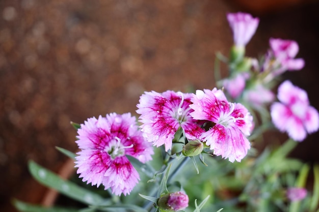 Foto prossimo piano di una pianta a fiori rosa