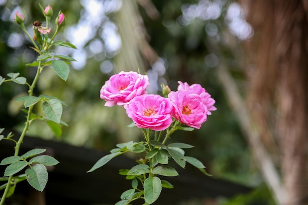 ピンクの花の植物のクローズアップ